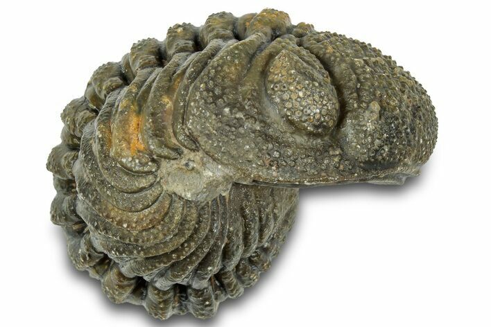 Wide Enrolled Morocops Trilobite - Morocco #323215